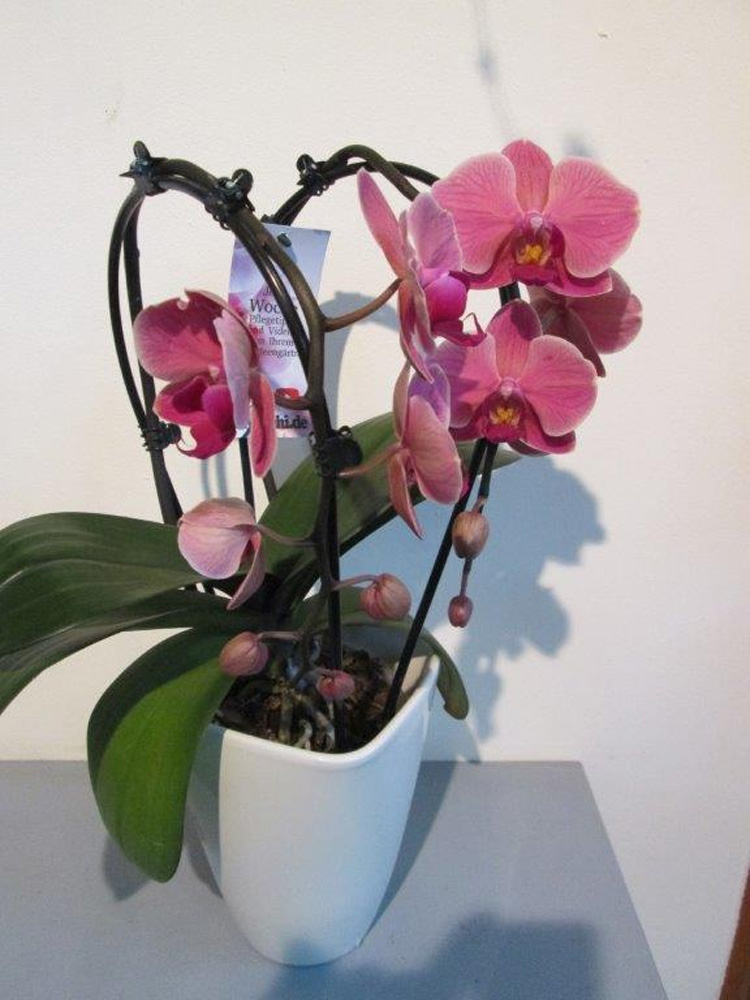 Orchideenpflanze Phalaenopsis