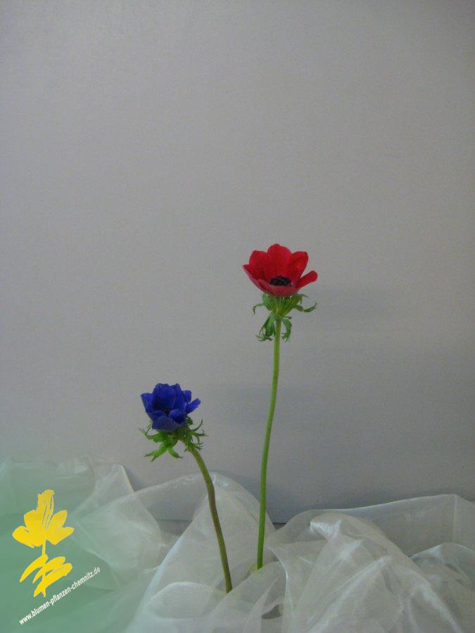 Anemone - Ranunculaceae