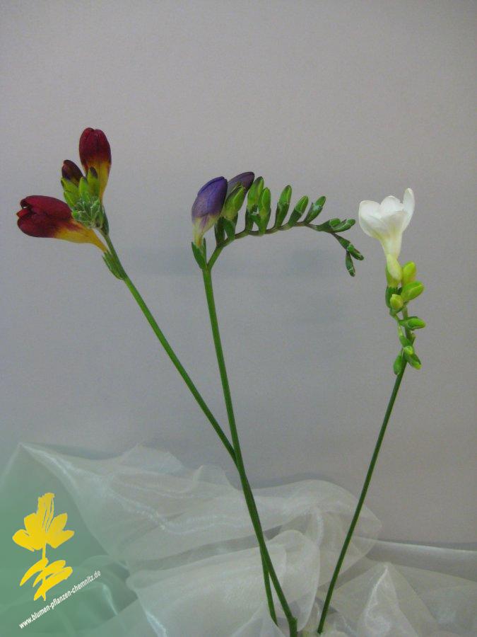 Freesie - Freesia