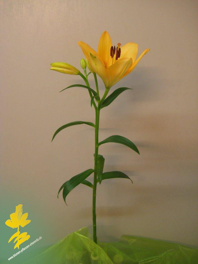 Lilie - Lilium