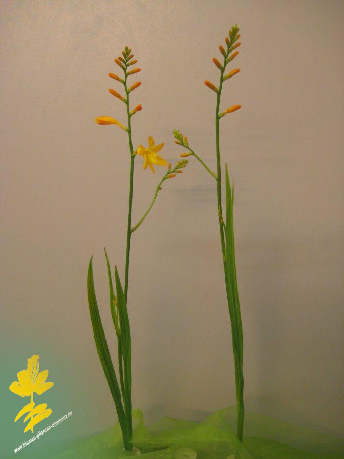Montbretie - Crocosmia