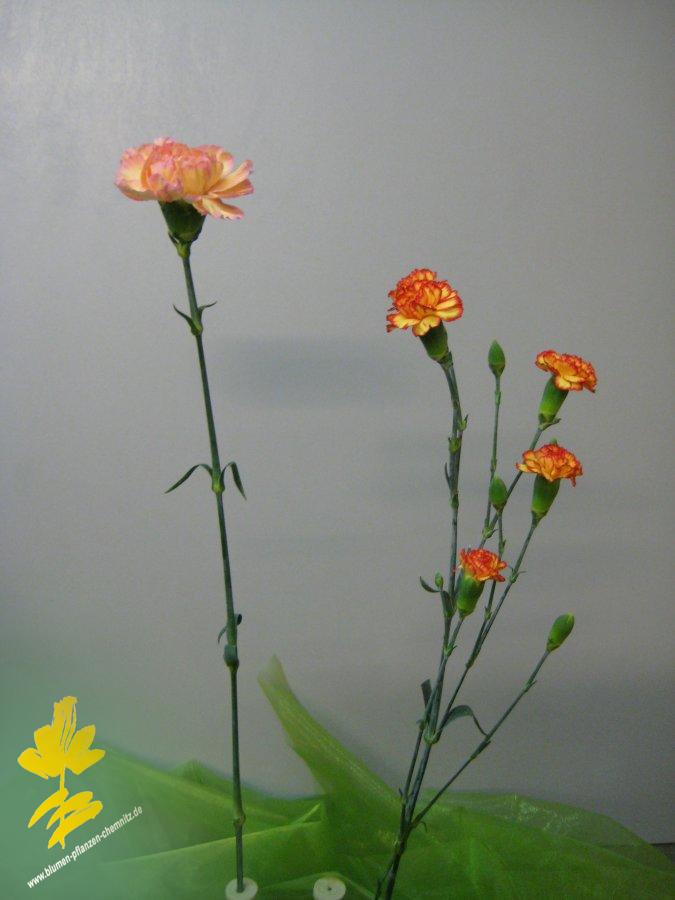 Nelke - Dianthus