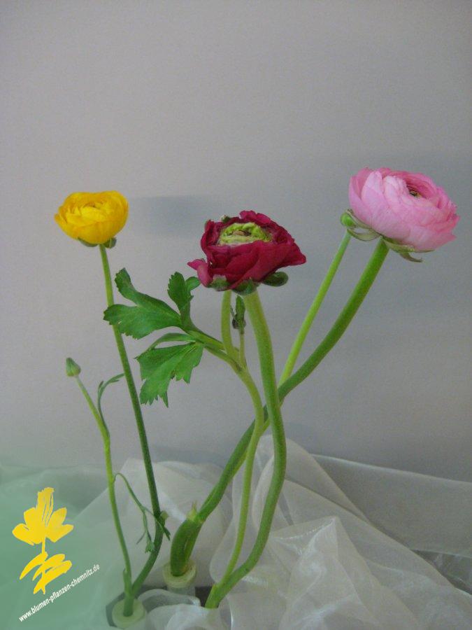 Ranunkel - Ranunculaceae