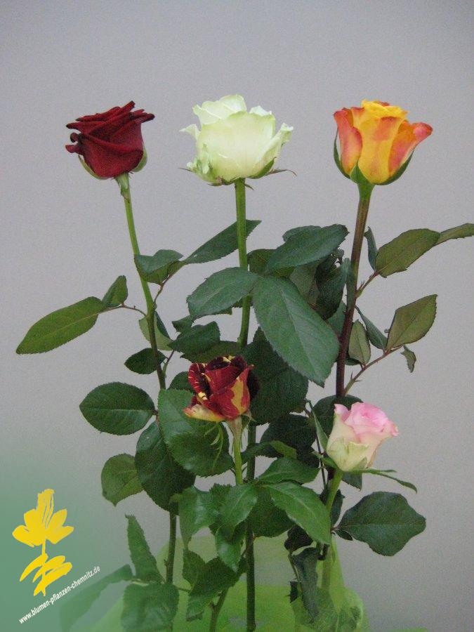 Rose - Rosa