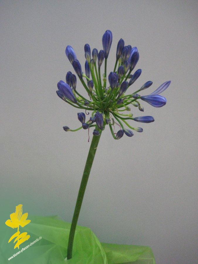 Schmucklilie - Agapanthus