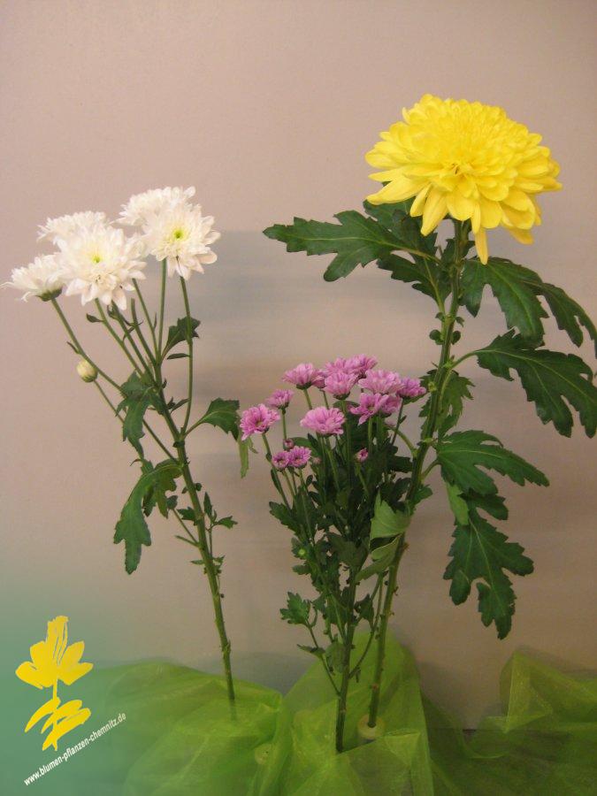 Chrysantheme (Lateinisch Chrysanthemum) als Schnittblume