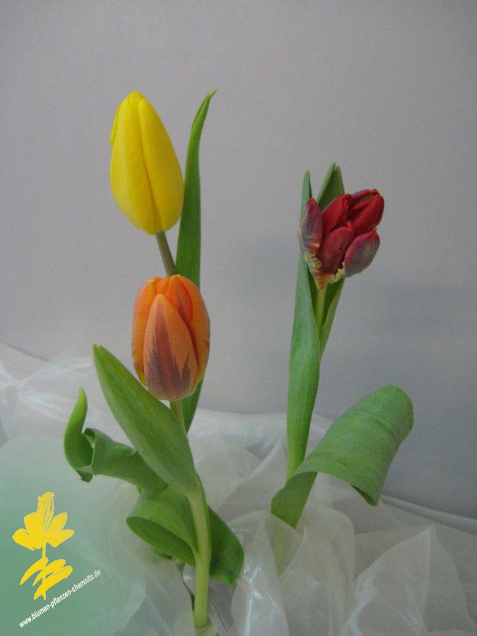 Tulpe - Tulipa - auch bei uns in Chemnitz erhltlich