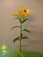 Lilie - Lilium