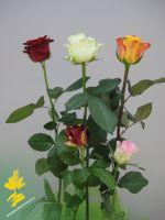 Rose - Rosa