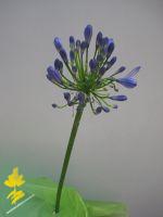 Schmucklilie - Agapanthus