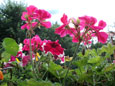 Blumen in K�sten und
K�beln anpflanzen