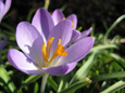 Krokus