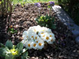 Primeln sollten sonnig bis halbschattig stehen