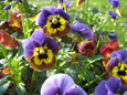 Stiefm�tterchen