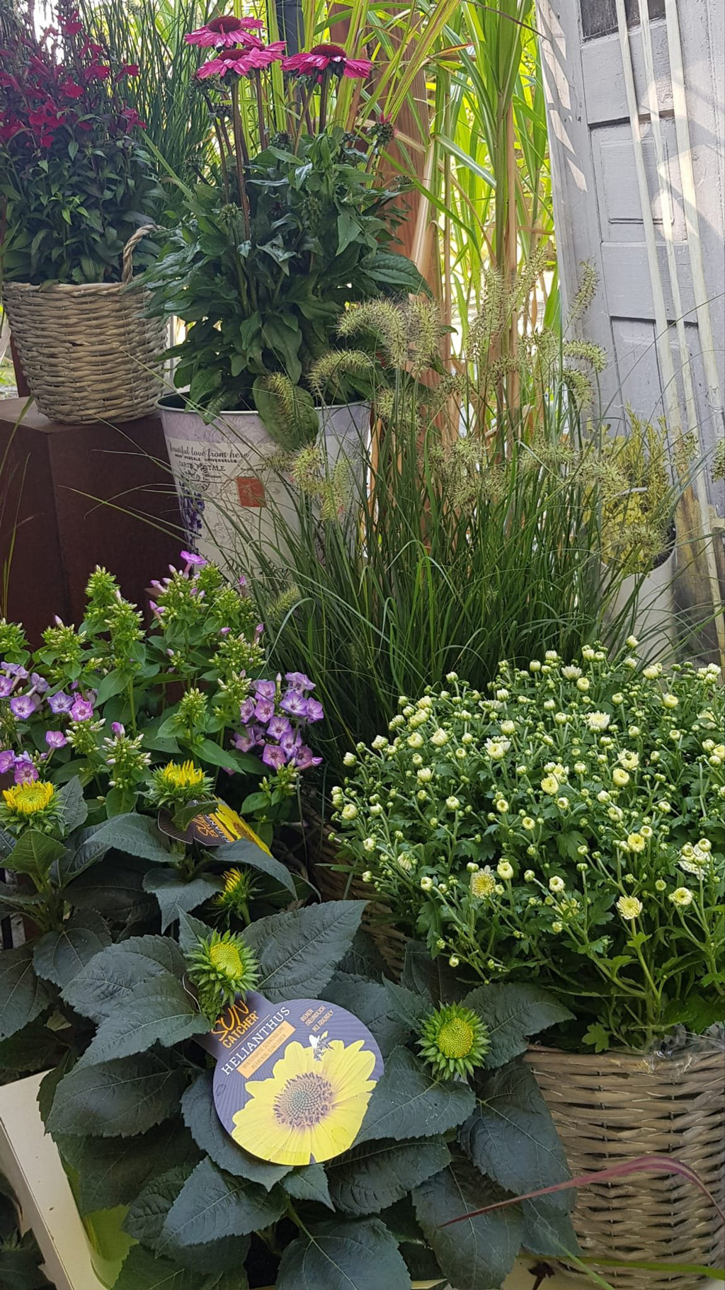Chrysantheme und Lampenputzergras