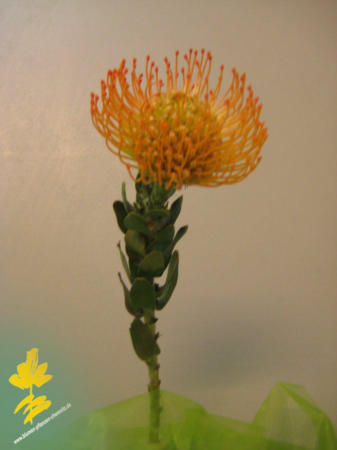 Nadelprotea - Leucospermum nutans - auch bei uns in Chemnitz erhltlich