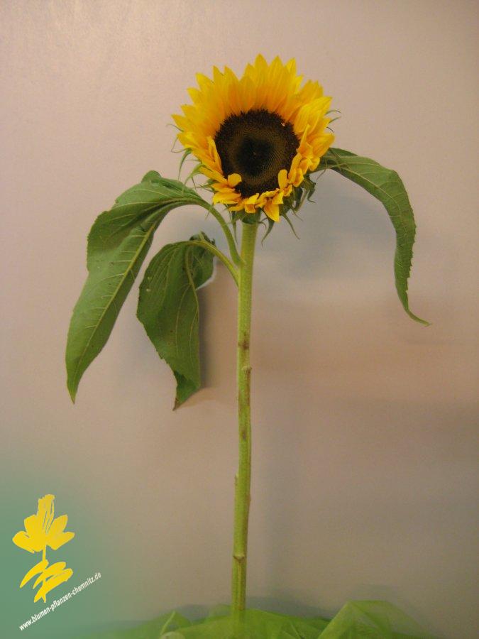Sonnenblume - Helianthus annuus - auch bei uns in Chemnitz erhltlich